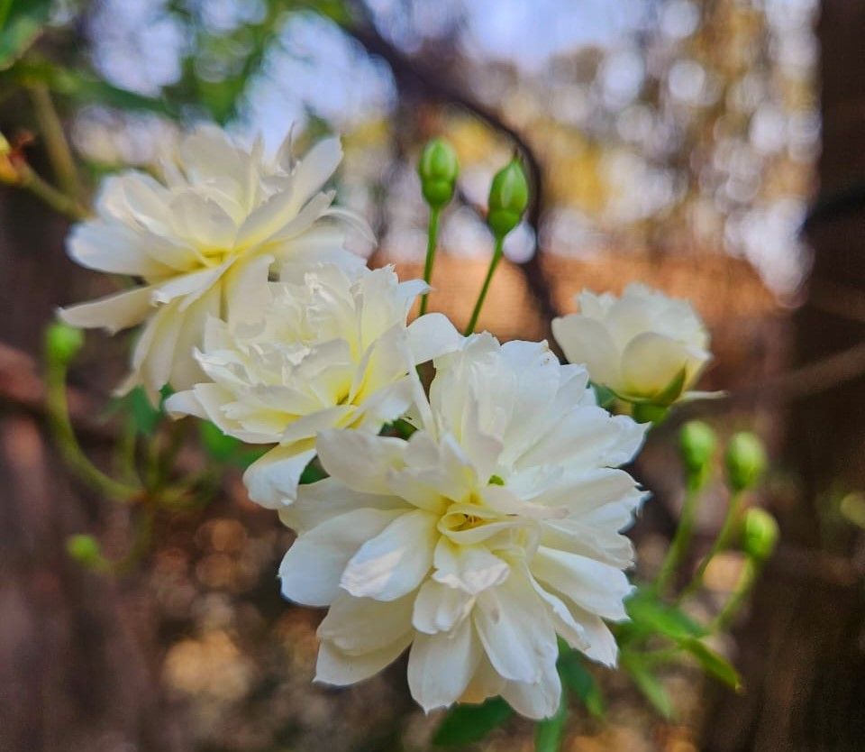 Spring flowers at Ibis River Retreat