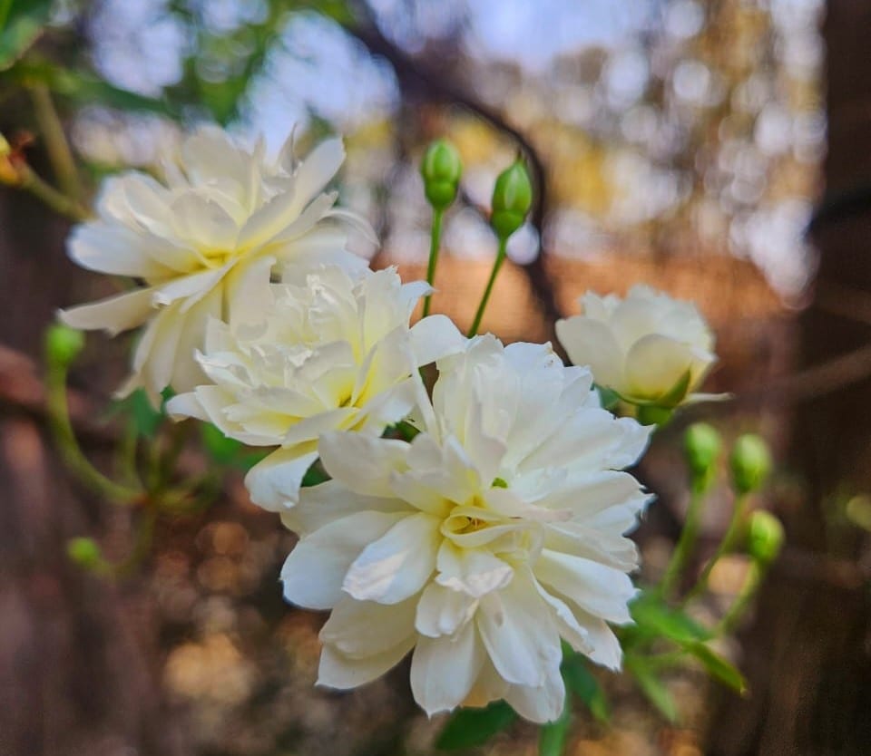 Spring flowers at Ibis River Retreat